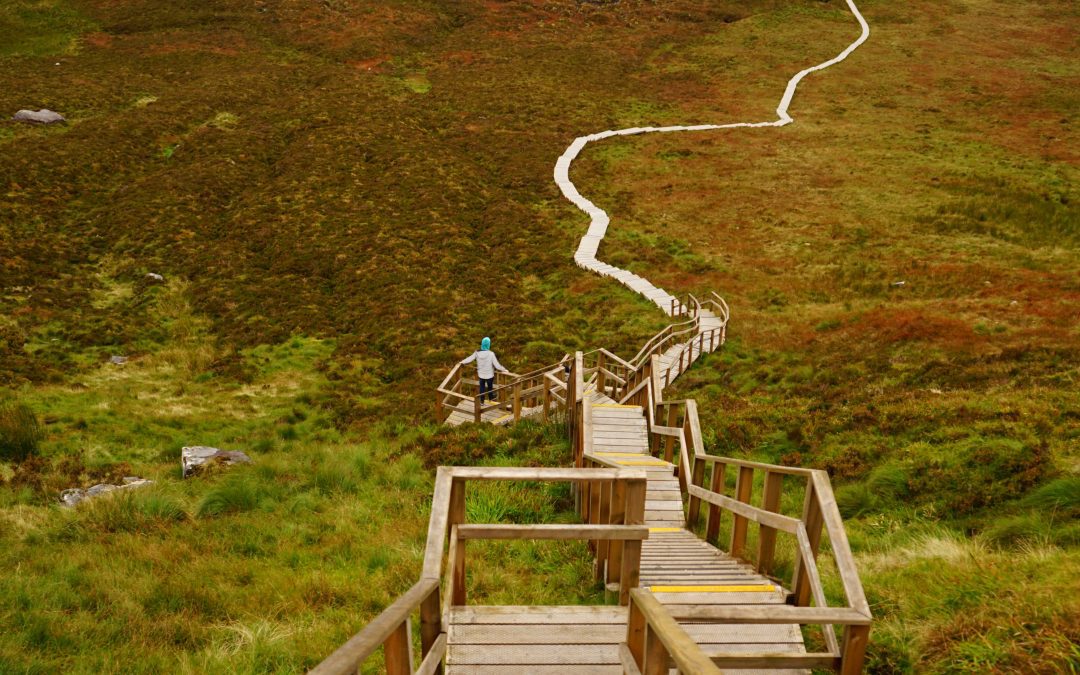 Forestry gets on the political agenda in Northern Ireland elections (2022)