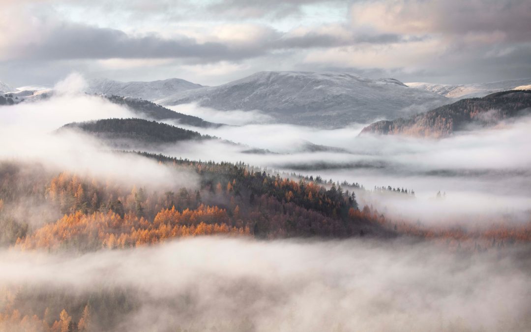 Helping Scottish Woodlands Ltd tell their story